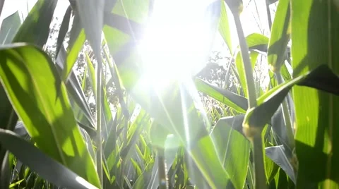Walk cross maize field at sunset, Slovakia Stock Footage 40835483