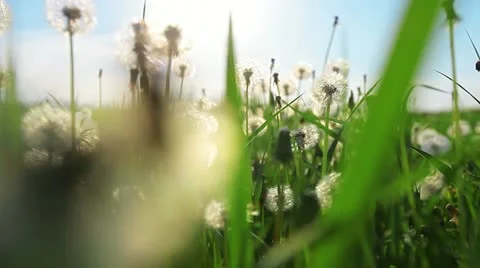 A walk in dandelions Stock Footage 11128966