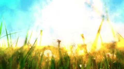 A walk in dandelions Video stock 79868279