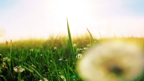 A walk in dandelions Stock-Footage 154023487