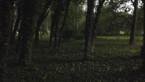 A walk in a dark moody forest Stock Footage 134834957
