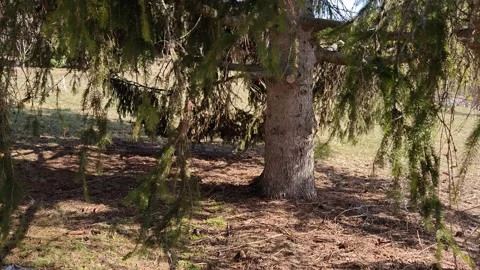 A walk in a dense pine forest Vídeo Stock 330638793
