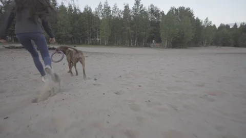 Walk with dog on the beach 库存影片 92414145