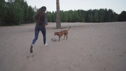 Walk with dog on the beach Stock Footage 92576222