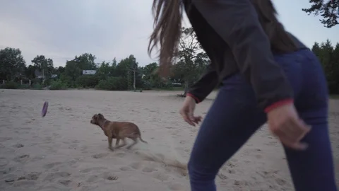Walk with dog on the beach Stock Footage 92576233