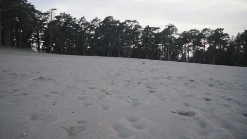 Walk with dog on the beach 库存影片 92576243