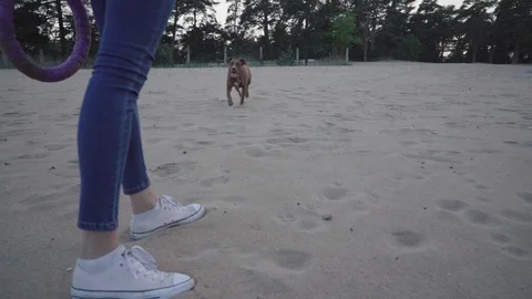 Walk with dog on the beach Stock Footage 92576254