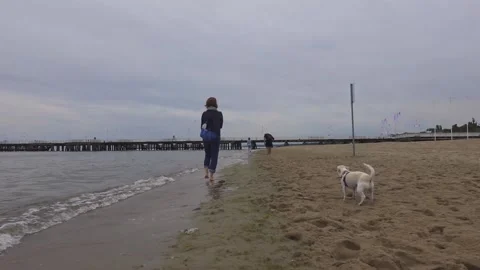 Walk with a dog on the beach Stock Footage 150463941