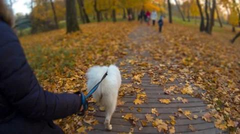 Walk with a Dog Video stock 67461837