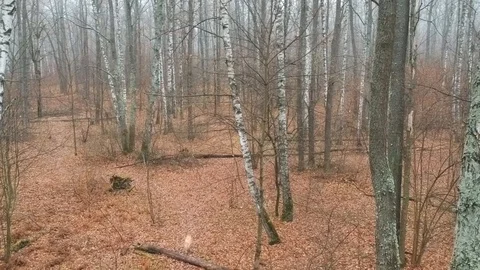 Walk with the dog. Stock Footage 123341015