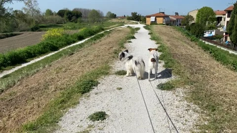 Walk the dog Stock Footage 182136656