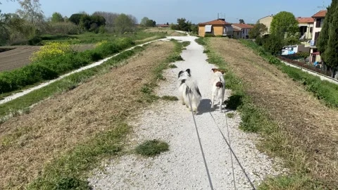 Walk the dog Stock Footage 182466581