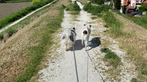 Walk the dog Stock Footage 182481167