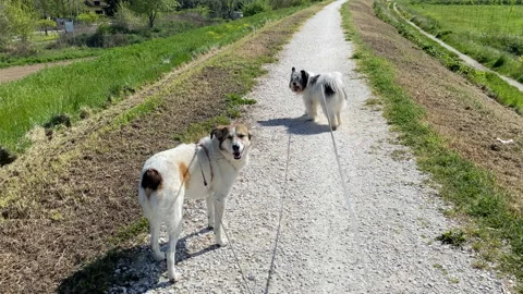 Walk the dog Stock Footage 182495791