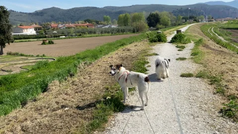 Walk the dog Stock Footage 182506959