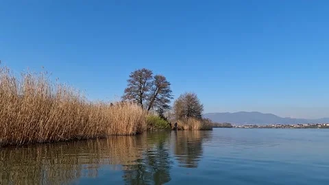 Walk with the dog Stock Footage 200213668