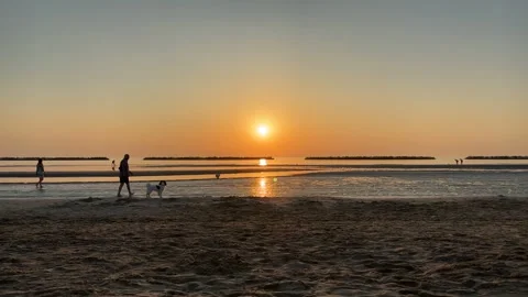 Walk the dog Stock Footage 312381494