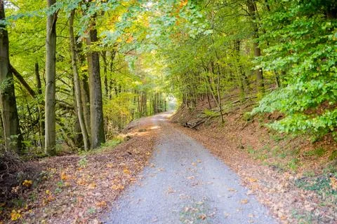 Walk with the dog Stock Photos
