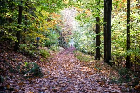 Walk with the dog Stock Photos
