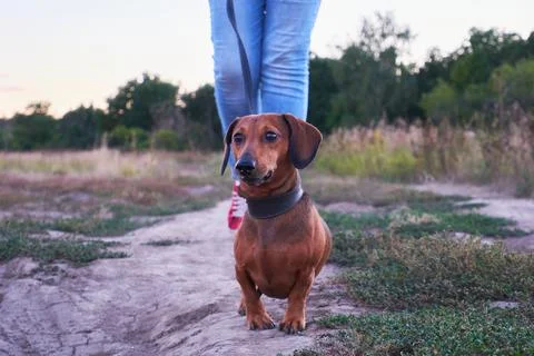 Walk with the dog Stock Photos