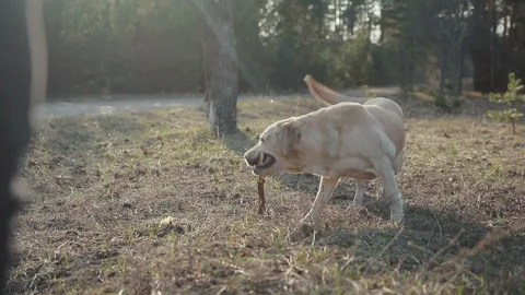 Walk with a dog in the spring forest Stock Footage 88451854