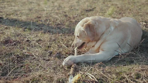 Walk with a dog in the spring forest Stock Footage 88452196