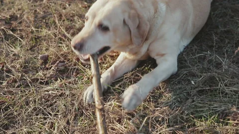 Walk with a dog in the spring forest Stock Footage 88452689