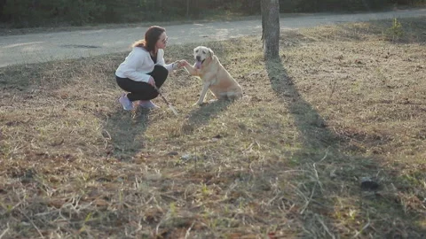 Walk with a dog in the spring forest 스톡 동영상 88453083