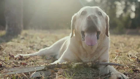 Walk with a dog in the spring forest Stockbeeldmateriaal 88453925