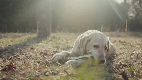 Walk with a dog in the spring forest 库存影片 88454326