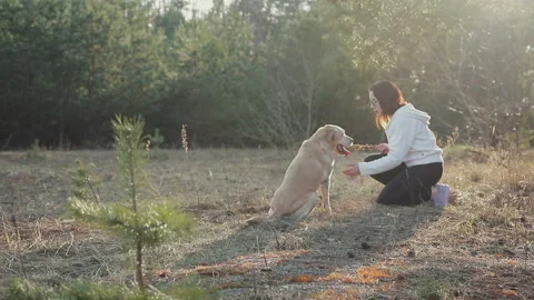 Walk with a dog in the spring forest Stock Footage 88678956