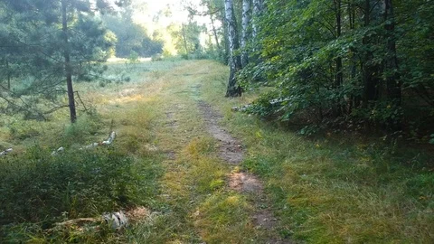 Walk with the dog through the forest. Stock Footage 116469582