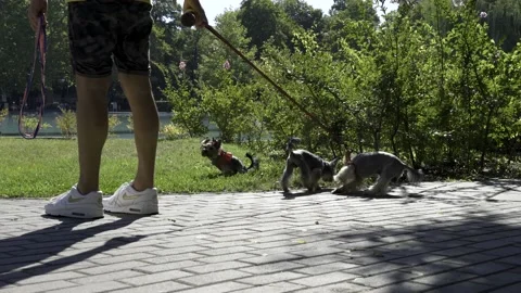 Walk with dogs in the park Stockbeeldmateriaal 157329570