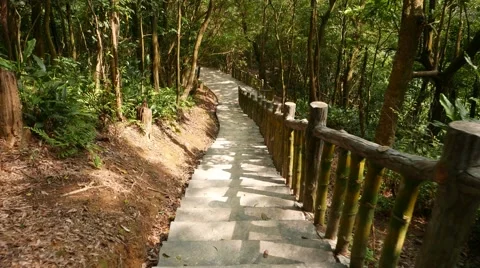 Walk down by concrete staircase in deep sunny forest Stock Footage 58356742