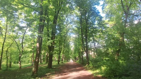Walk down the forest avenue. Looking through a forest lane full of deciduous Stock Footage 274759653
