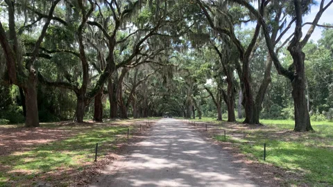 Walk down Oak Lined Road 02 UHD Stock Footage 178702273