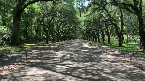 Walk down Oak Lined Road UHD Stock Footage 178967981