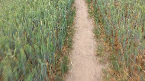 A walk down a path across a field in a rural area Stock Footage 92892447