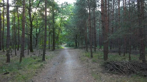 A walk down a path through a forest - POV walking Stock-Footage 109336895