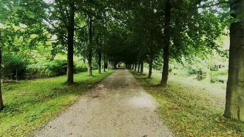 Walk on the driveway with trees Video stock 117281500