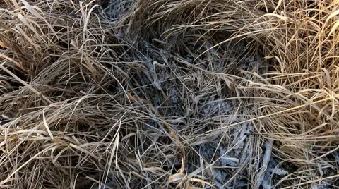 Walk on the dry grass in winter. Stock Footage 60401542