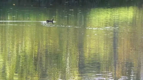 Walk of a duck in river Stock Footage 50010995