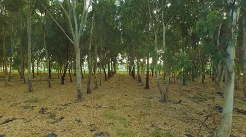 Walk in the eucalyptus forest Stock Footage 54345605