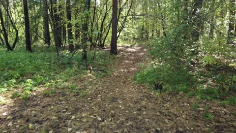  Walk in the fall in the fall. Stock Footage 162813621