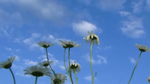Walk in a field Stock Footage 21945826