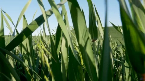 Walk in a field Stock Footage 79010906