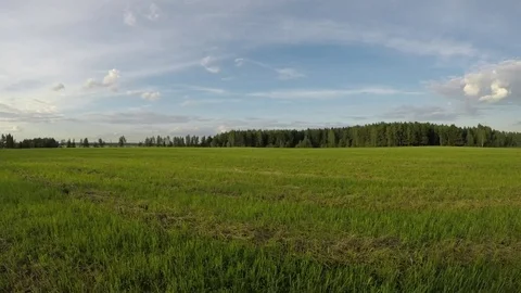 Walk on the field on the grass Video stock 77237724