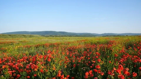 Walk in the field of red poppies Stock Footage 113177609