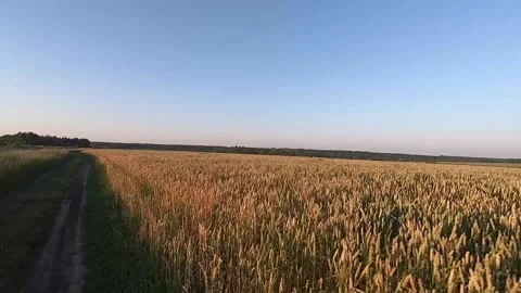 A walk in a field of ripe wheat Stock Footage 162855019