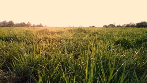Walk on a field in the sunset Vídeo Stock 90762529